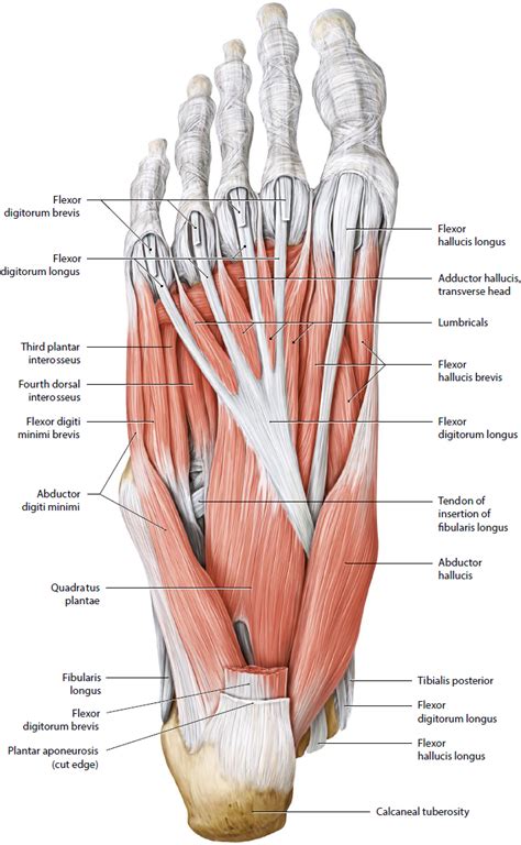 Foot and Ankle | Musculoskeletal Key