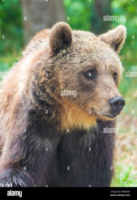 Marsican brown bear abruzzo hi-res stock photography and images - Alamy