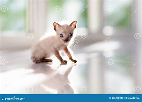 Baby Cat. Cute Kitten Playing at Home Stock Image - Image of playing ...