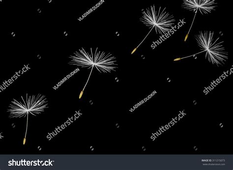 52,183 Dandelion Seeds Blowing Images, Stock Photos & Vectors ...