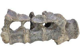 5.7" Fossil Iguanodon (Mantellisaurus) Vertebra - England (#206512) For ...