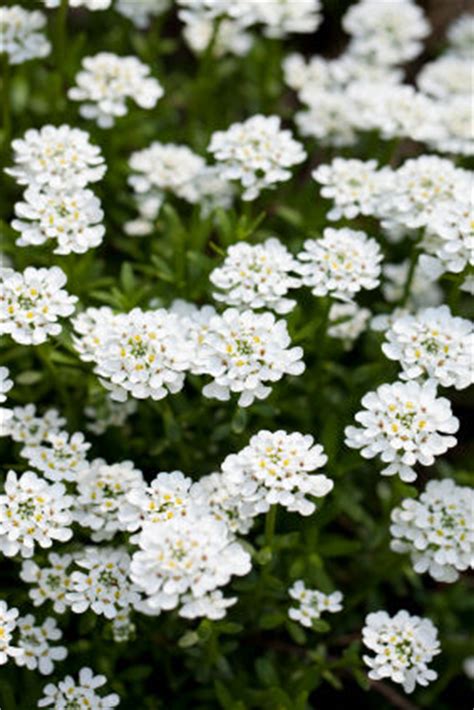 candytuft flower, candytuft flowers, candy tuft flowers