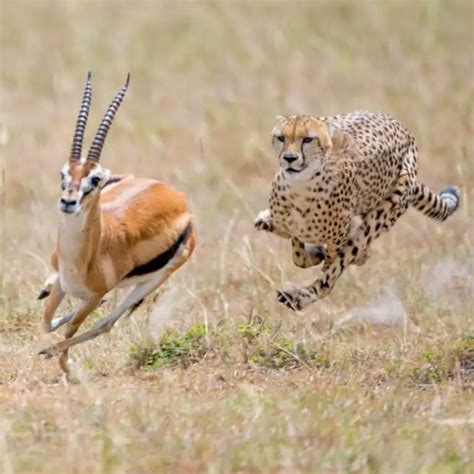 How Fast Can a Lion Run? (Big Cat Top Speeds)