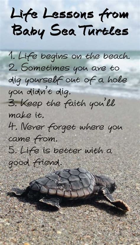 Funny Sea Turtle Quotes - ShortQuotes.cc