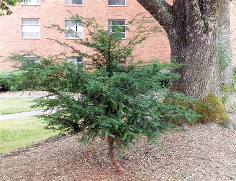 Taxus brevifolia | Landscape Plants | Oregon State University