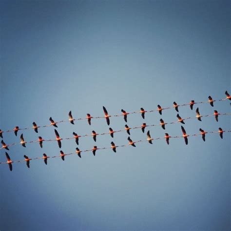 'Flying Formation', A Series of Digital Photo Collages of Birds Flying ...