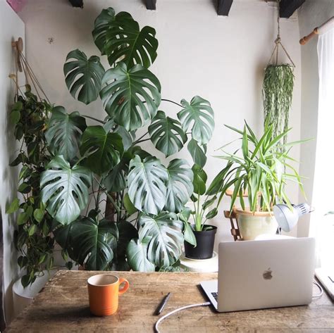 Q + A : Monstera care + repotting – HOUSEPLANTHOUSE Plant Decor Indoor ...