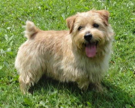 Norfolk Terrier Info, Temperament, Puppies, Grooming, Pictures