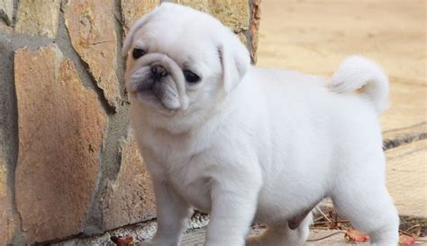 White Pugs: The Difference Between Leucistic & Albino Pups - Fuzzy Rescue