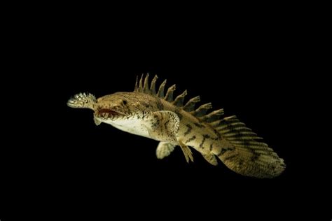 Bichir Care Guide - Tank Mates, Breeding & More » Petsoid