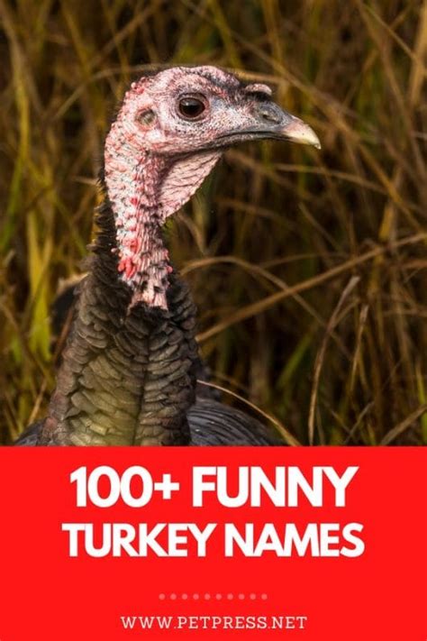 100+ Funny Names for a Pet Turkey: Hilarious Turkey Names