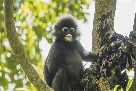 13 Incredible Malaysian Animals You can Find in Penang - Penang Insider