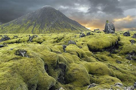 Moss-covered lava field, Iceland - Stock Image - C019/9282 - Science Photo Library