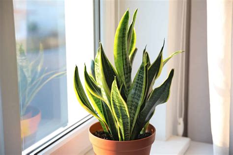 Snake Plant Disadvantages: Is This Plant Really Worth It?