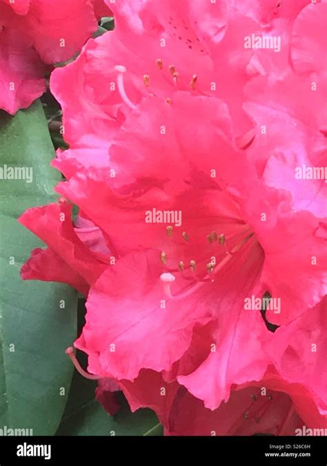 Red Rhododendron flower Stock Photo - Alamy