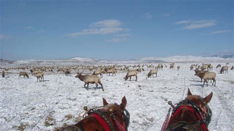 National Elk Refuge - Jackson | Travel Wyoming. That's WY