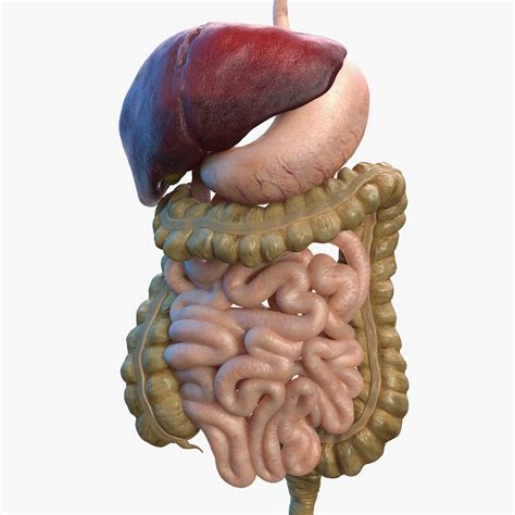 Digestive System 3d Model - systemdesign