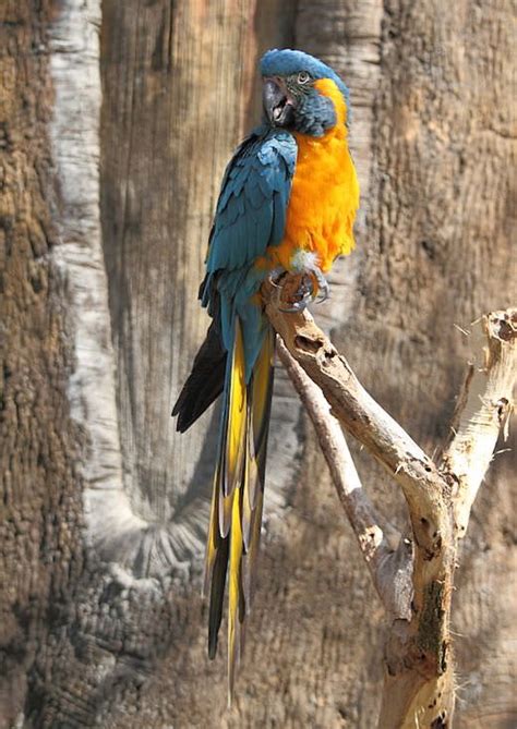 Blue throated macaw | Endangered List