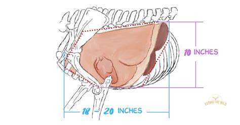 Deer Kill Zone Size Explained - eatingthewild.com