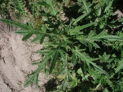 Bull thistle identification and control: Cirsium vulgare - King County