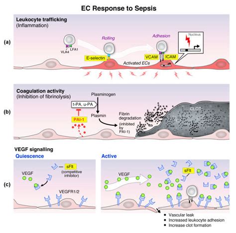 Endothelial cell response in sepsis. (a) Leukocyte trafficking ...