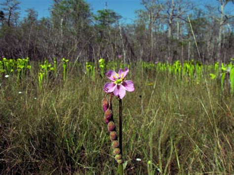 Florida's Native Wildflowers | Florida Wildflower Foundation