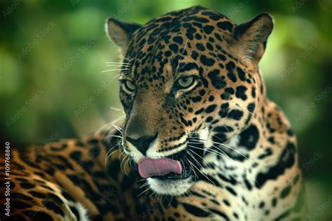 Jaguar. Detail head portrait of wild cat. Big animal in the nature ...