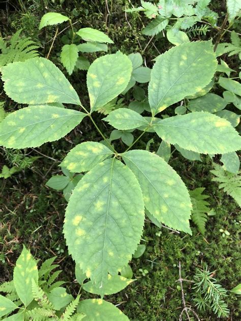 Plants of the boreal forest: Using traditional Indigenous medicine to create modern treatments