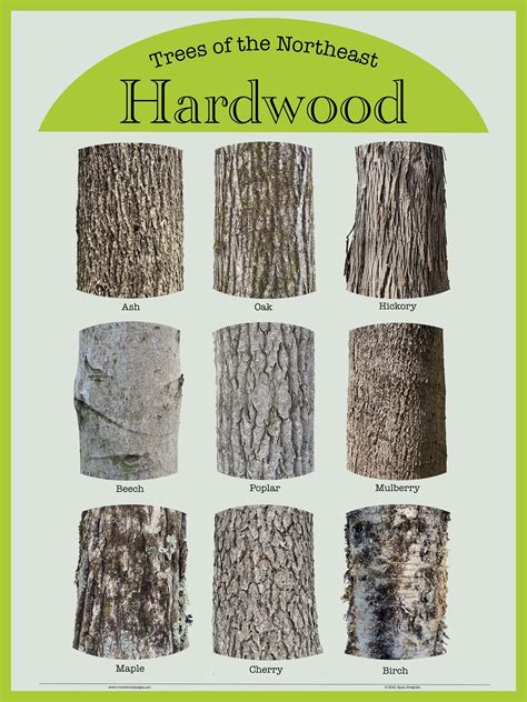 Identify Hardwood Trees By Bark