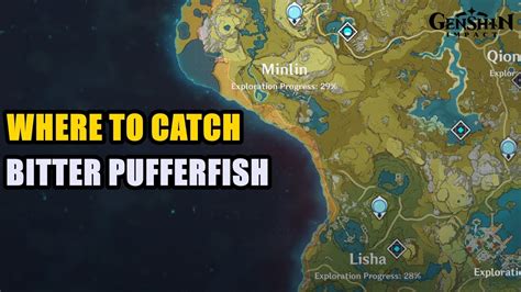 Where to Catch Bitter Pufferfish Genshin Impact - YouTube