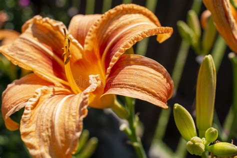 Orange Lily Flower Lilium Bulbiferum Stock Image - Image of flora ...