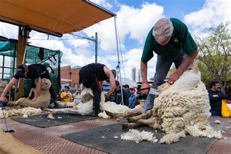 Album: Sheep enliven Australia's Boorowa Irish Woolfest-Xinhua