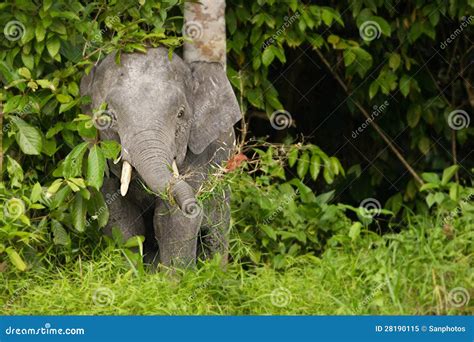 Pygmy elephant stock image. Image of baby, trunk, branch - 28190115