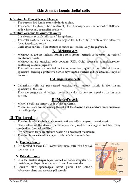 SOLUTION: Histology skin reticuloendothelial system - Studypool