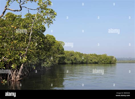 Mangrove forest in the sunlight, Middle Strait jetty, Baratang, Middle Andaman, Andamans, India ...