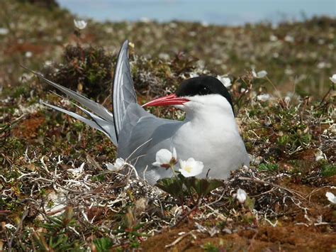 Arctic Tern - Sterna paradisaea | Wildlife Journal Junior