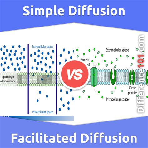 Simple Diffusion vs. Facilitated Diffusion: 6 Key Differences, Examples, Similarities ...