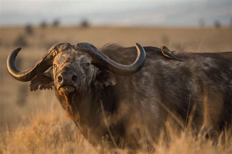 African buffalo, facts and photos | African buffalo, African wild dog ...