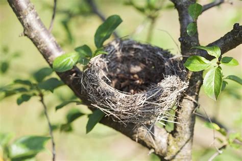 Empty bird nest - Trees Unlimited