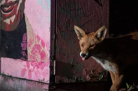 What has killed more than 50 foxes in Bristol since June? - Bristol Live