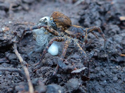 Wolf Spider carrying it's Egg Sac which is actually hatching at the moment the picture is taken ...