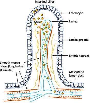 Frontiers | Emerging Role of Lymphatics in the Regulation of Intestinal Lipid Mobilization