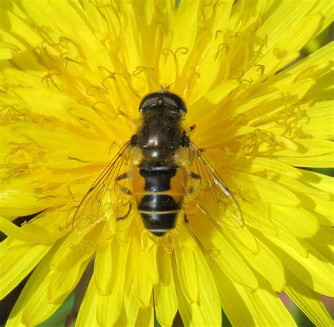 Lagoon-dwelling hoverfly species – Hoverfly Lagoons