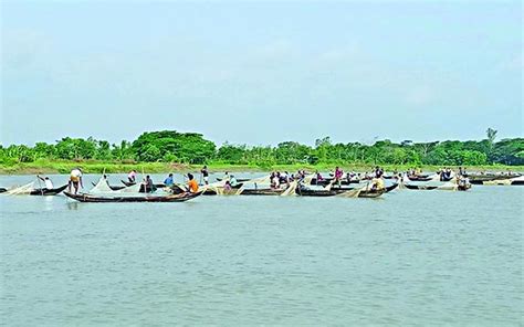 Indigenous fishes release huge eggs in Halda River | The Asian Age ...