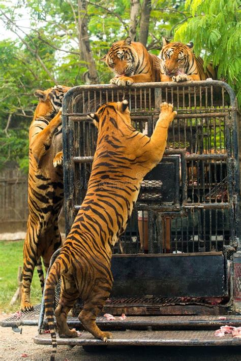 Tiger Feeding at Bali Zoo stock photo. Image of powerful - 114014776