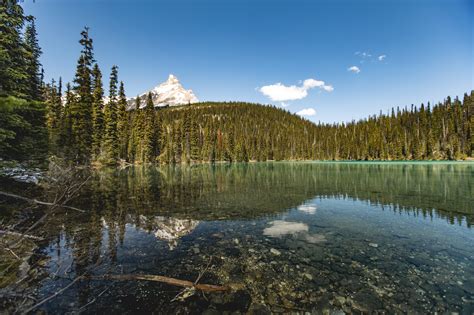 Burgess Shale Geoscience Foundation | Guided Fossil Hikes | Yoho Park