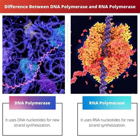 Polimeraza DNA kontra polimeraza RNA: różnica i porównanie