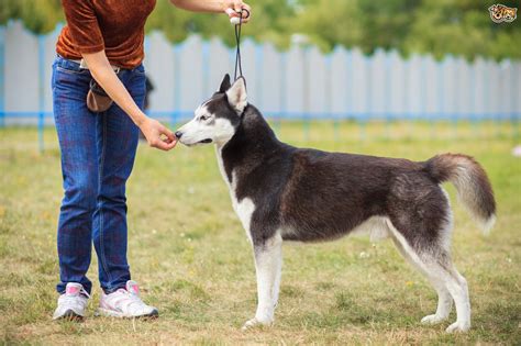 Training Your Husky to be a Guard Dog