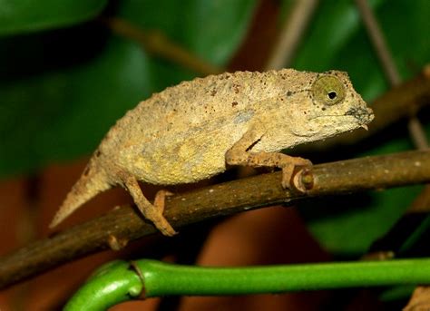 Bearded Pygmy Chameleon Facts and Pictures