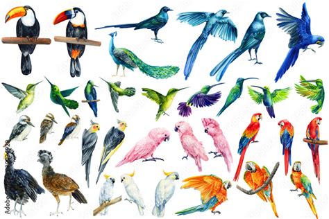 watercolor tropical birds, toucan, macaw, parrot, cockatoo, kookaburra ...